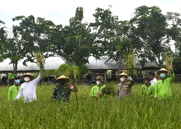 Wali Kota Surabaya Eri Cahyadi bersama jajaran Forum Komunikasi Pimpinan Daerah (Forkopimda) Kota Surabaya dan kelompok tani (Poktan) melakukan panen raya padi di wilayah Kelurahan Pakal.