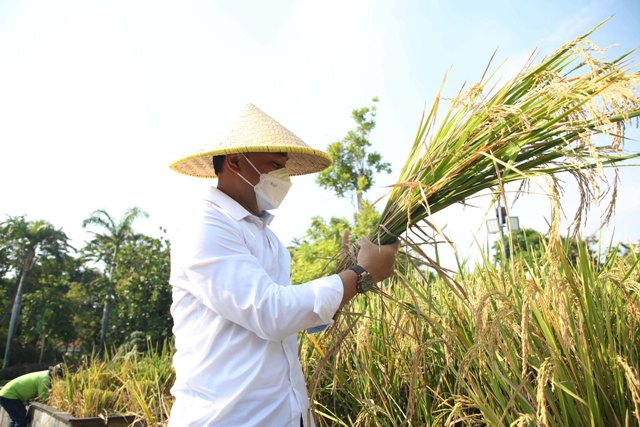 Wali Kota Surabaya Eri Cahyadi saat memanen padi di Tamab Surya Balai Kota Surabaya.