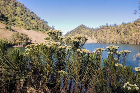 Ranu Darungan di kawasan Gunung Semeru, Lumajang, Jawa Timur. (WIKI COMMON/Indonsia.go.id)