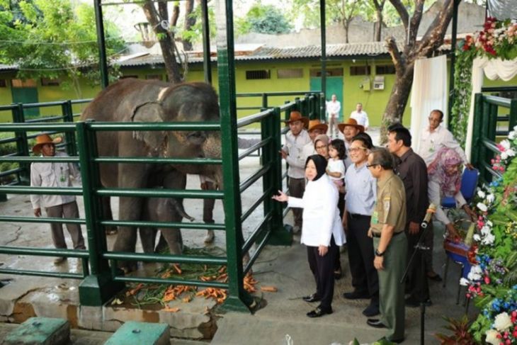 Tri Rismaharini saat masih menjabat sebagai wali kota Surabaya mengunjungi bayi gajah Sumatera yang baru lahir di Kebun Binatang Surabaya (KBS), Selasa (30/7/2019). (Humas Pemkot)