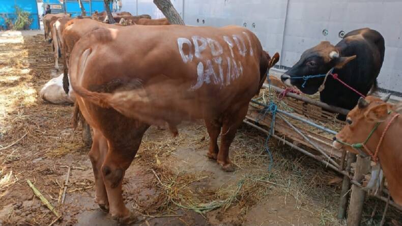 Sapi kurban yang dibagikan DPD PDIP Jatim