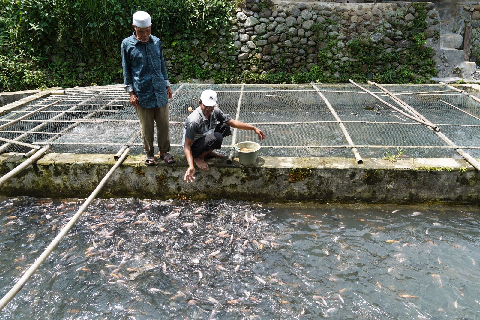 Komoditas tilapia Indonesia 