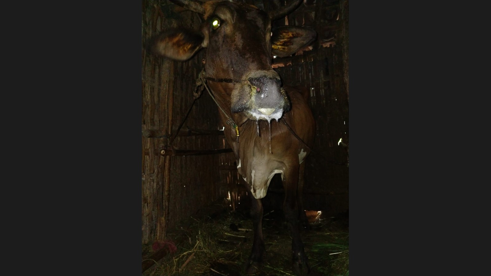 7 Sapi di Kabupaten Probolinggo terpapar wabah PMK, DPKH setempat pastikan lakukan tidakan.