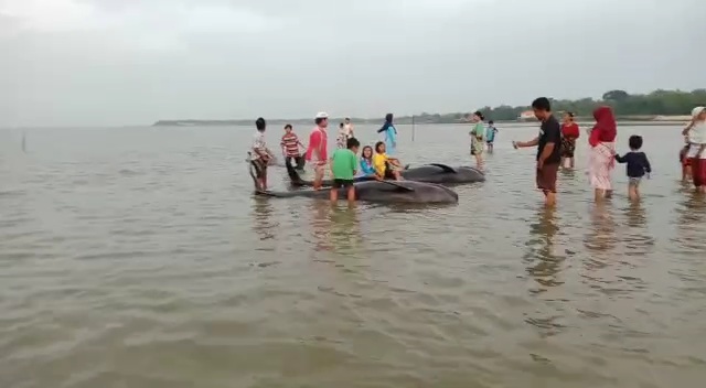 Puluhan paus yang terdampar di pesisir perairan Desa Paterman, Kecamatan Modung, Madura (Istimewa) 