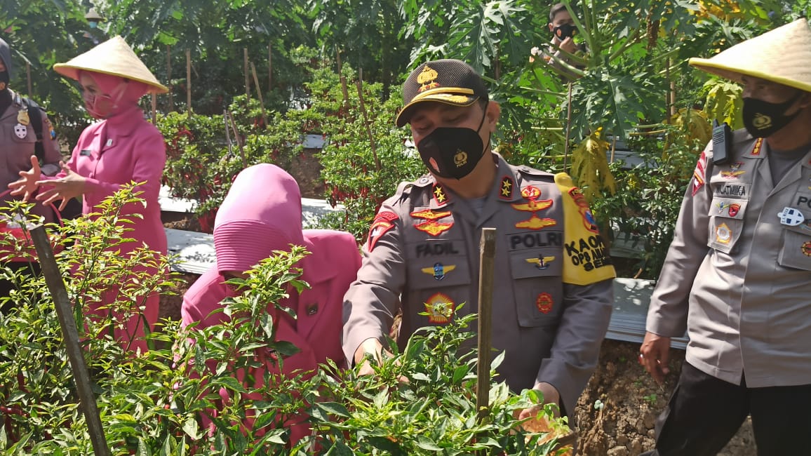 Kapolda Jatim Irjen Fadil Imran saat memetik tanaman hidroponik. ( foto: Jimmy ) 