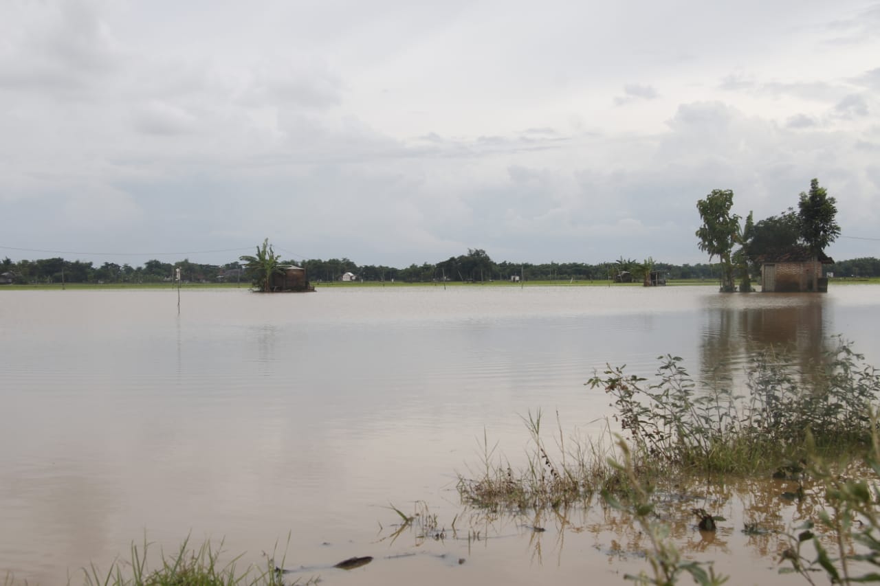 Lahan sawah yang terendam banjir (Istimewa) 