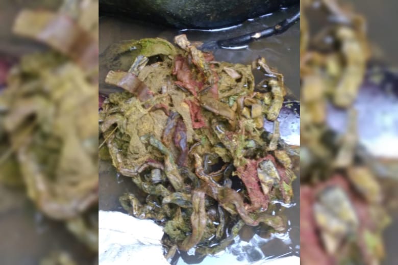 Isi perut sapi yang mati di Tulungagung. Ditemukan kawat dan tali rafia di dalamnya.