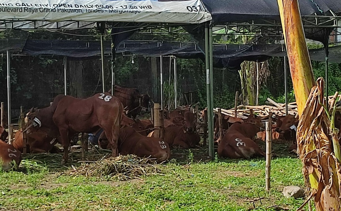 tempat penjualan hewan kurban