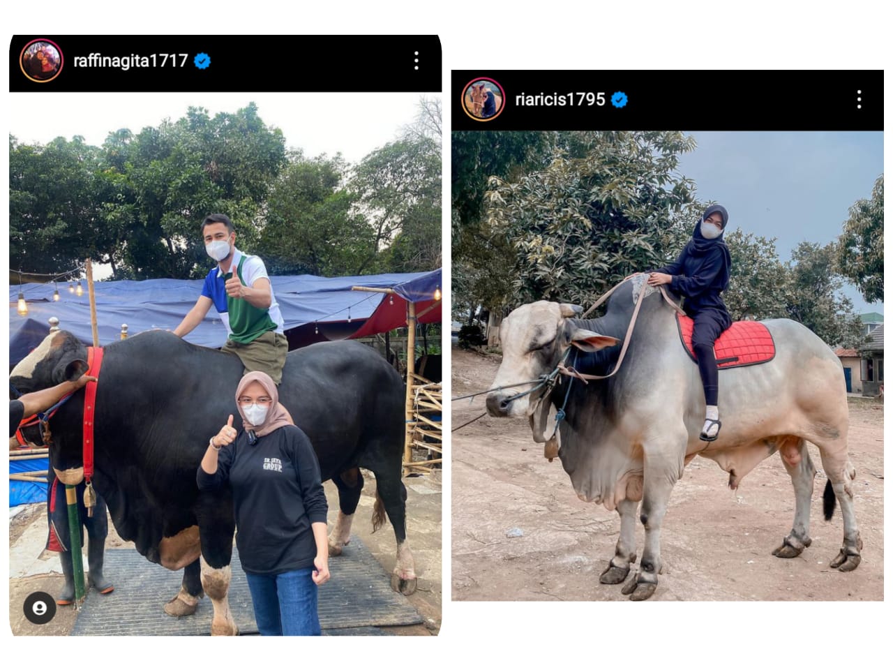 Raffi Ahmad dan Ria Ricis pamer hewan kurban sapi limosin.