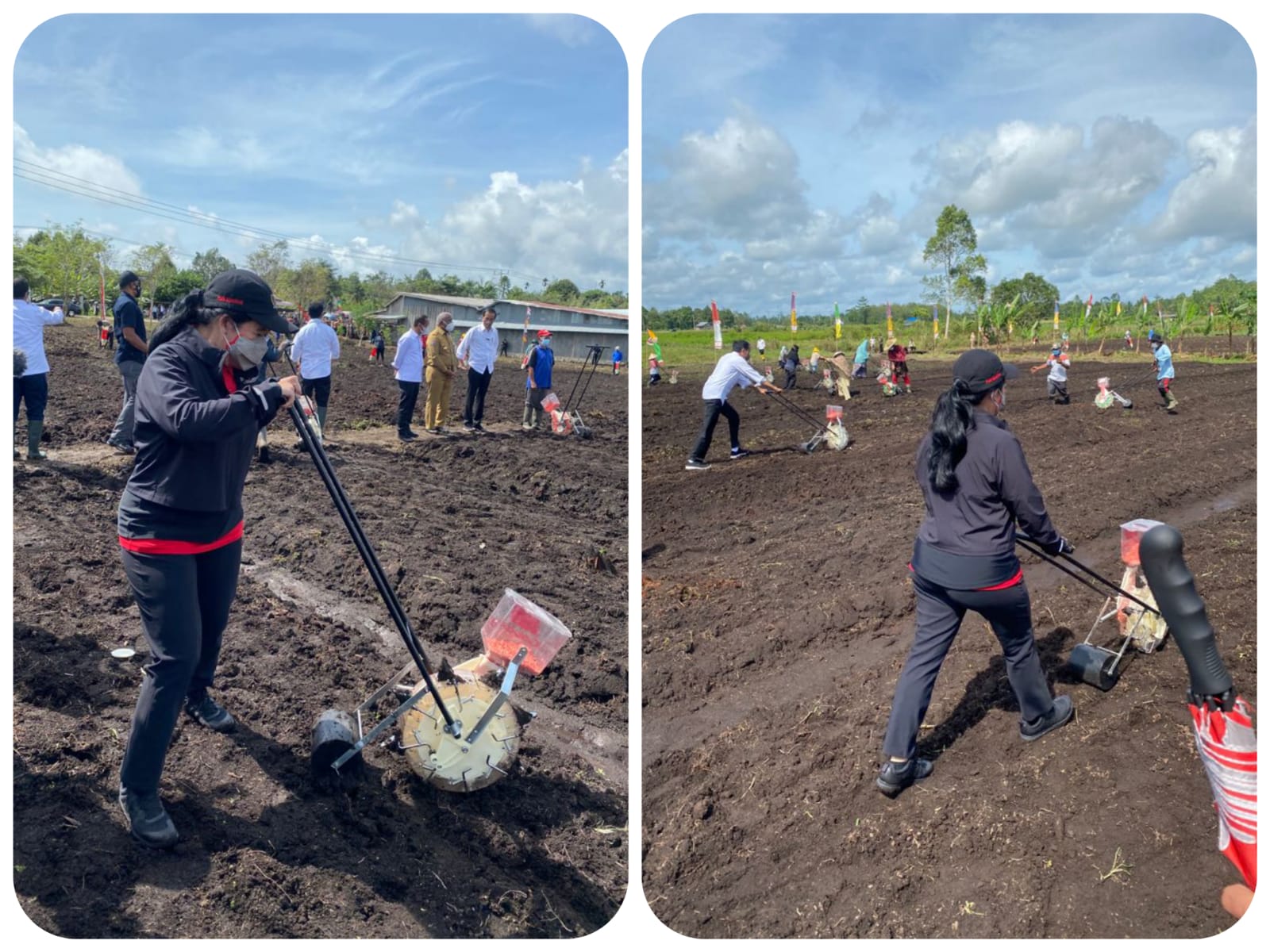Ketua DPR RI Puan Maharani saat menanam jagung di Kawasan Jalan Rajawali, Kelurahan Klamesen, Distrik Mariat, Kabupaten Sorong, Senin (4/10/2021).