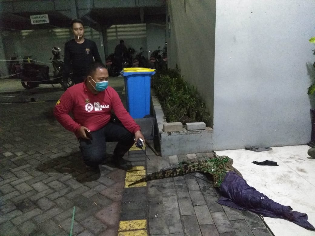 Buaya Muara yang diamankan warga di Markas Linmas