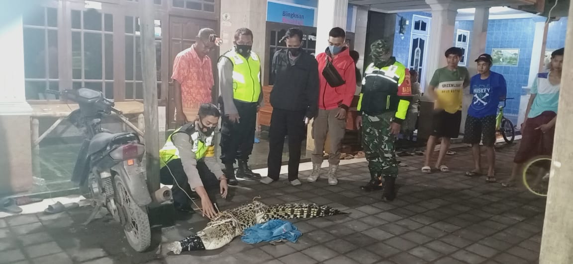 Buaya sepanjang 2 meter yang diamankan warga di Desa Gisik Sidoarjo (Foto IST) 