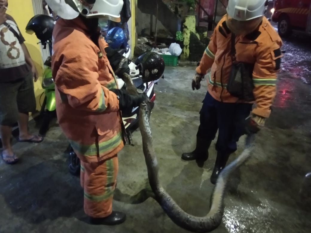 Petugas PMK dan warga setempat saat mengevakuasi ular sanca kembang sepanjang 4 meter di Panjang Jiwo, Surabaya. (Foto : IST). 