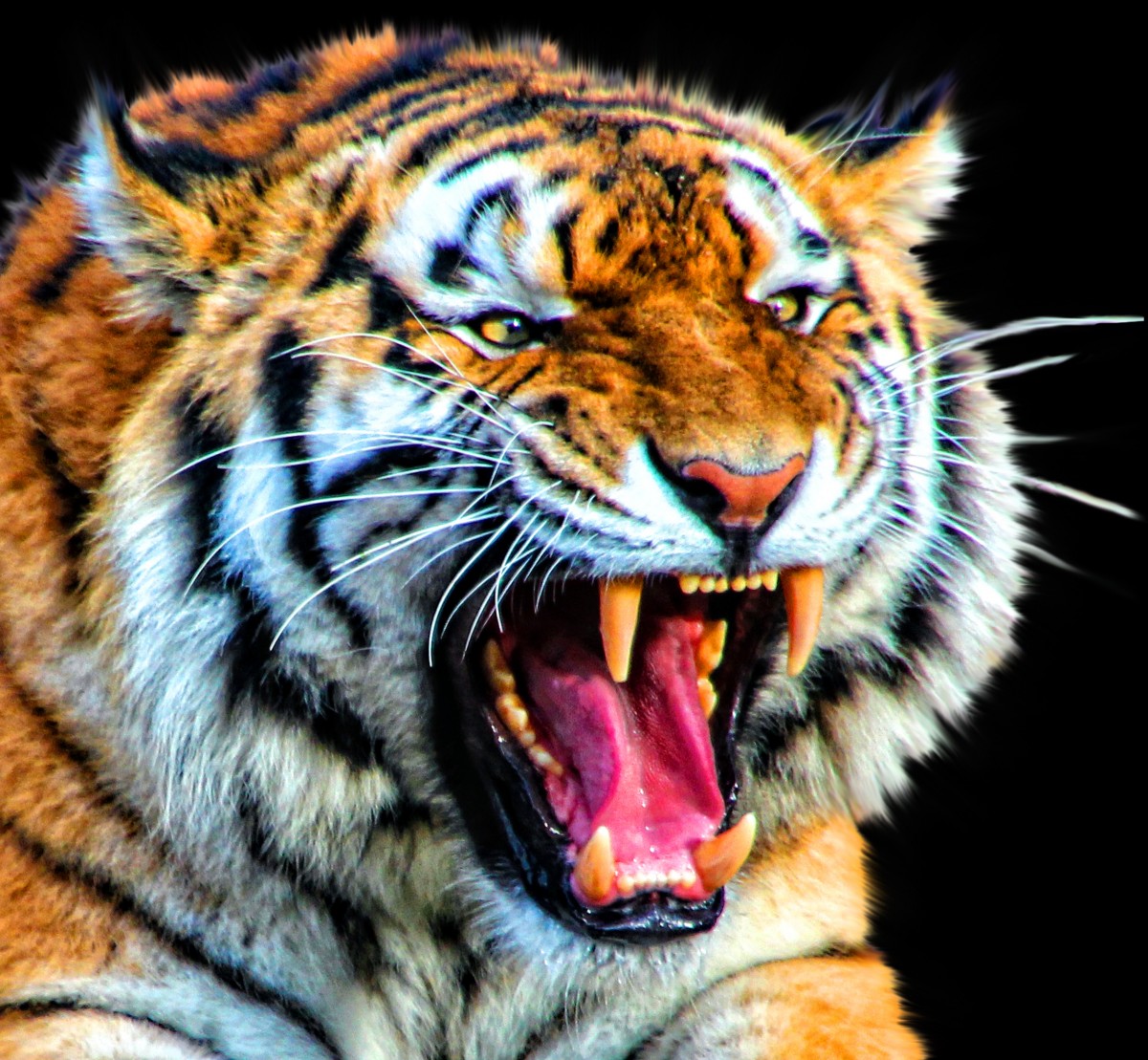 Harimau sumatera. (Pxhere)
