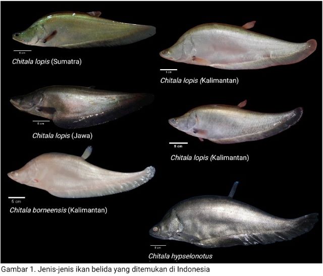 Ikan Belida yang punah dari pulau Jawa