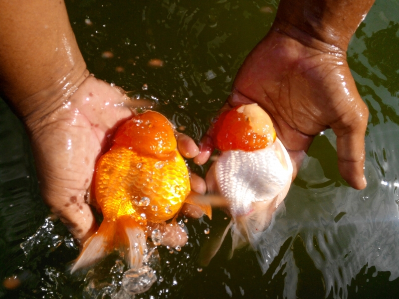 Ikan hias di Tulungagung. (Jatimprov)