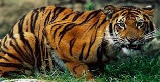 Ilustrasi harimau Jawa