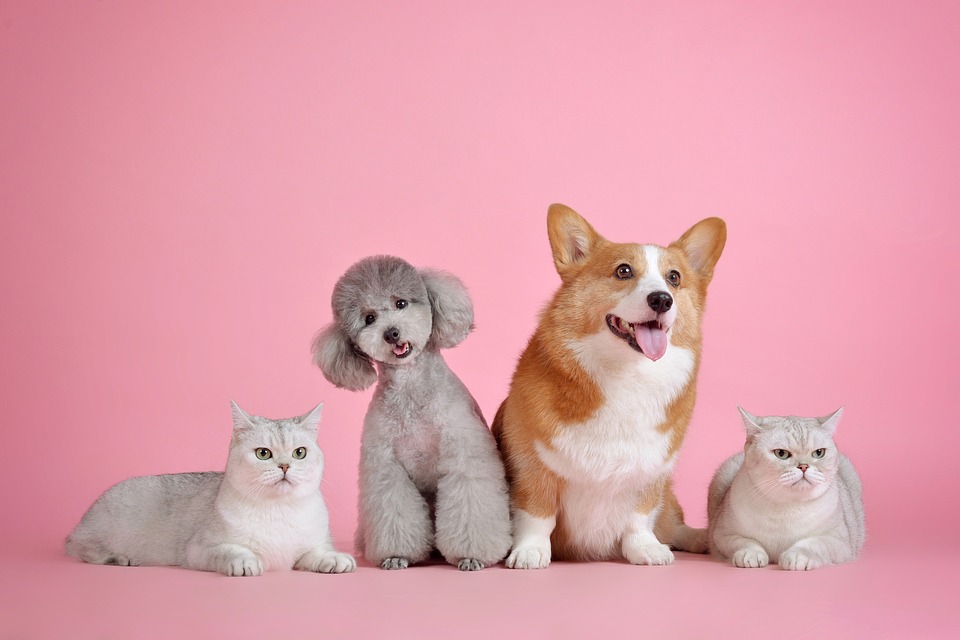 Kucing dan anjing. 9Max Pixel)