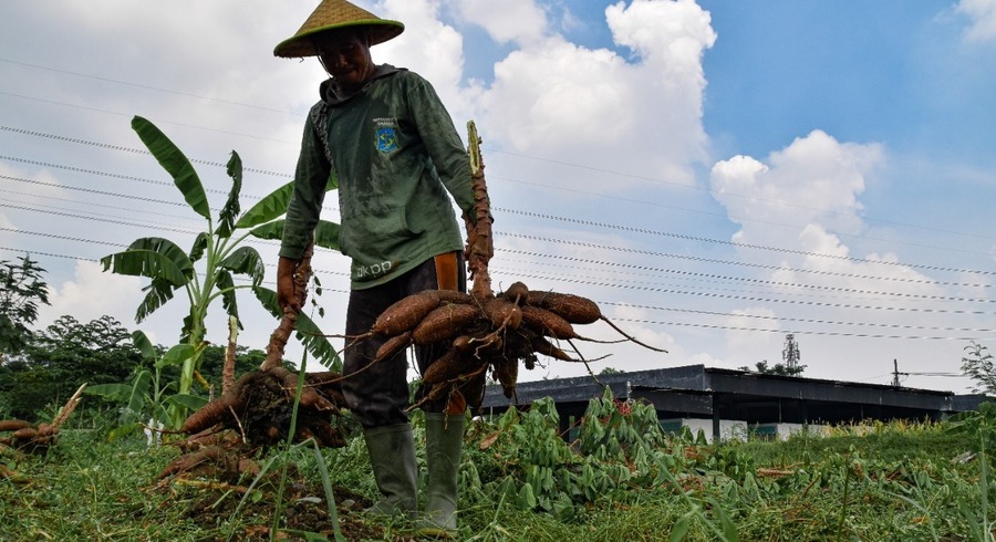 Panen 1,4 Ton ketela pohon dari salah satu lahan kosong di daerah Kelurahan Kutisari, Kecamatan Tenggilis Mejoyo Surabaya.