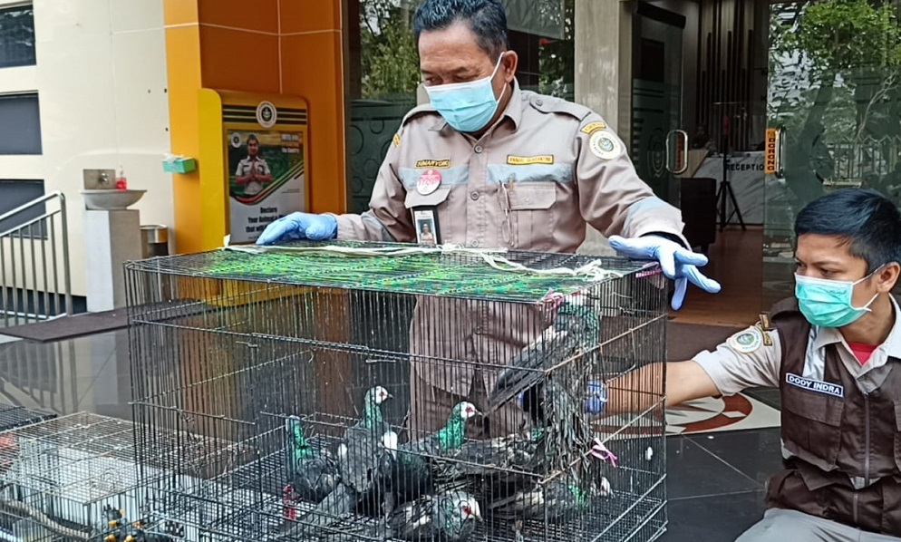Petugas BBKP mengamankan sejumlah burung sebagai satwa dilindungi yang diselundupkan melalui kapan di Pelabuhan Tanjung Perak, Surabaya. (FOTO IST/BACASAJA.ID)
