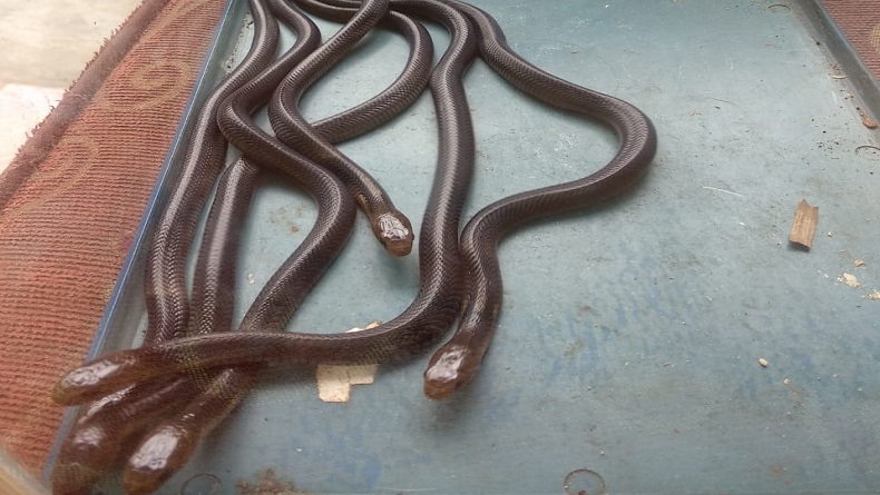 Ular-ular kobra yang memasuki rumah warga (FOTO IST)
